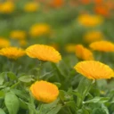 علی آشنا